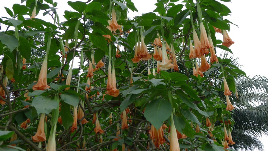 Brugmansia Med Hunter.jpg